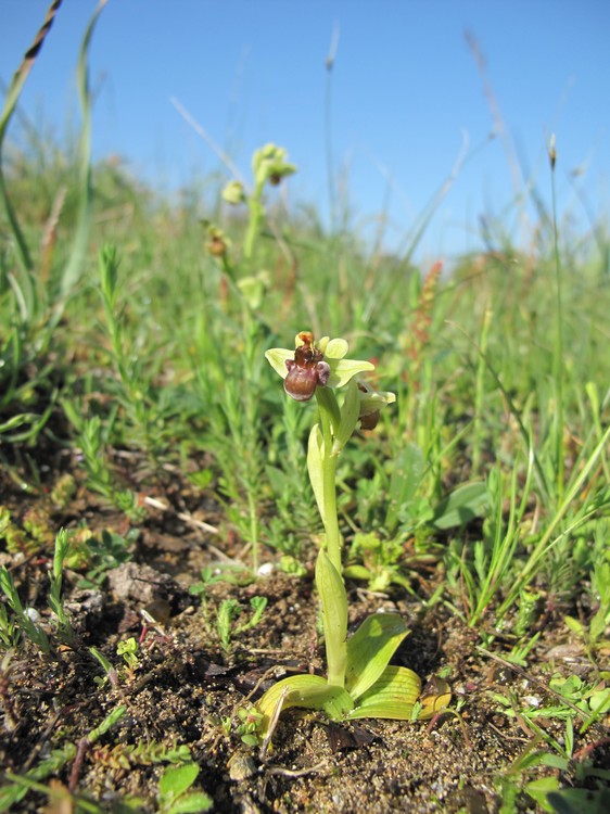 Ophrys bombyliflora